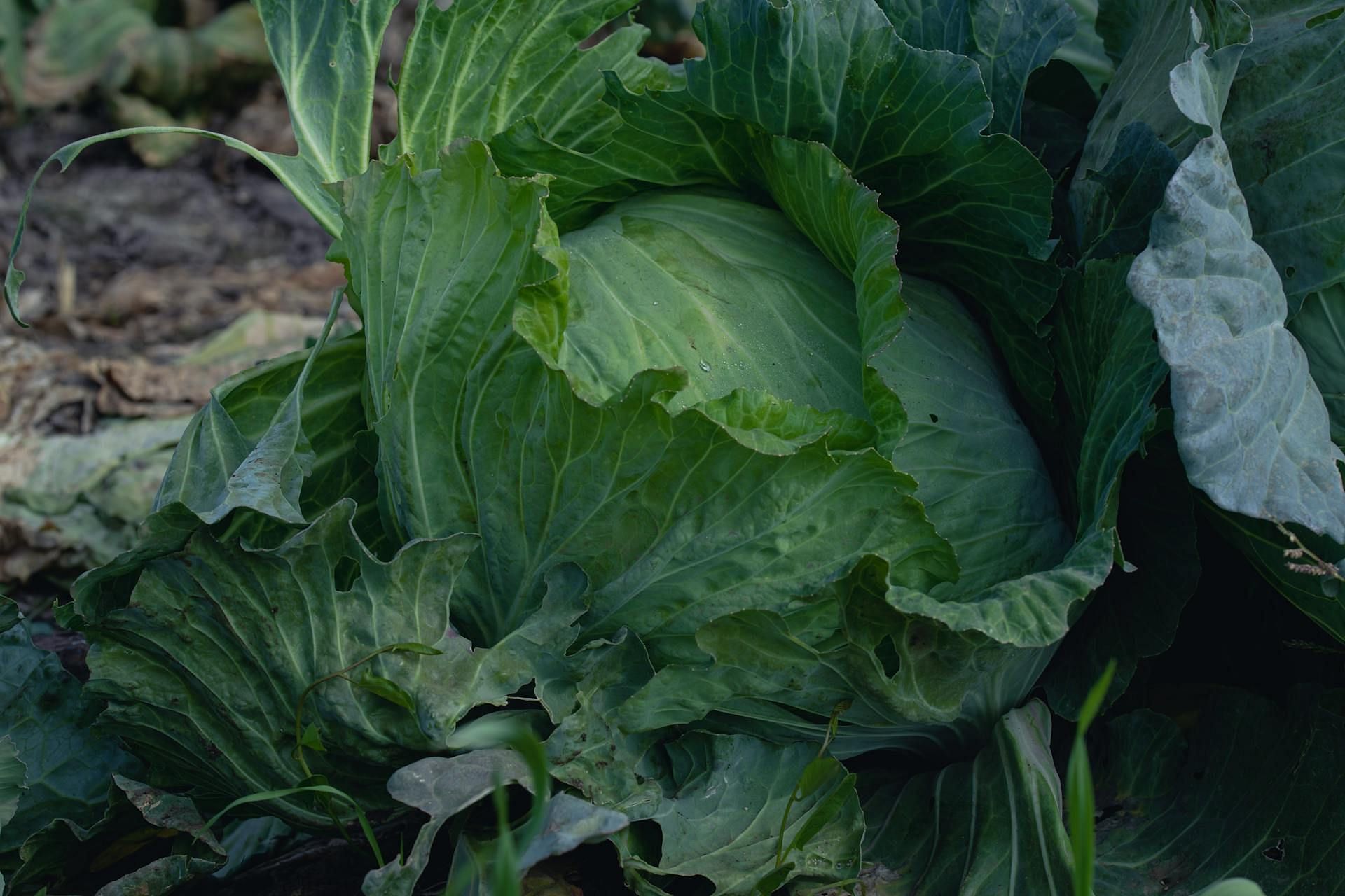 Kimchi mainly comprises cabbages (Image via Pexels/ mohamed abdelghaffar)